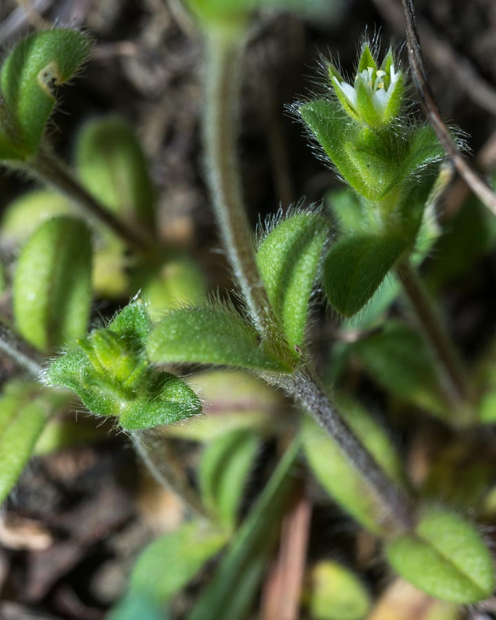 Cerastium holosteoides ?